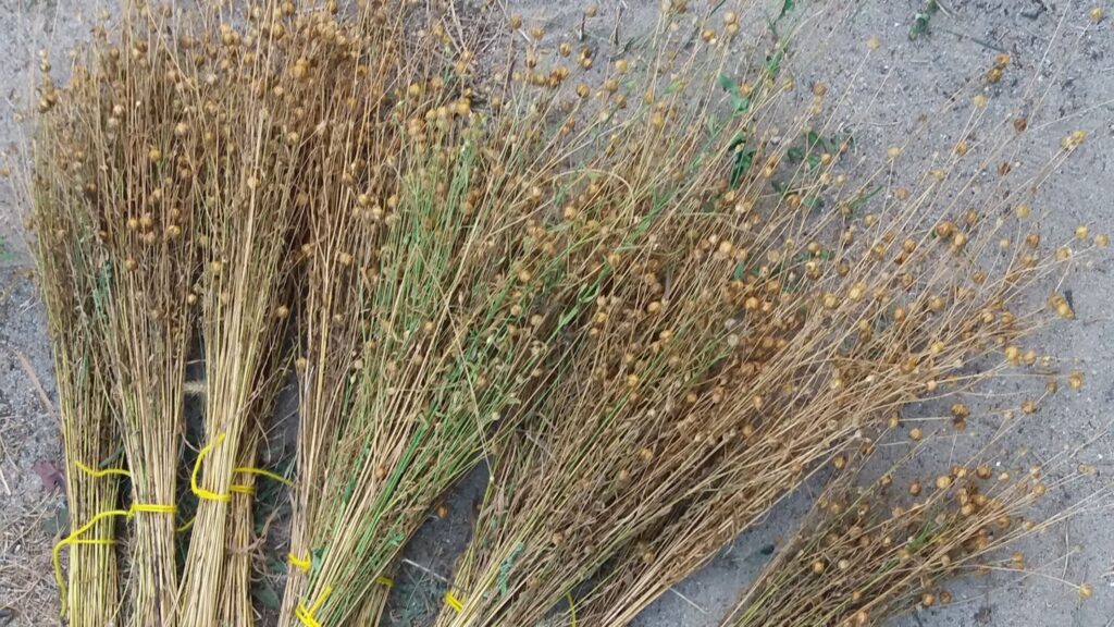 len, obróbka lnu, suszenie lnu