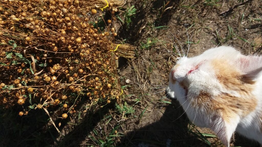 len, obróbka lnu, suszenie lnu