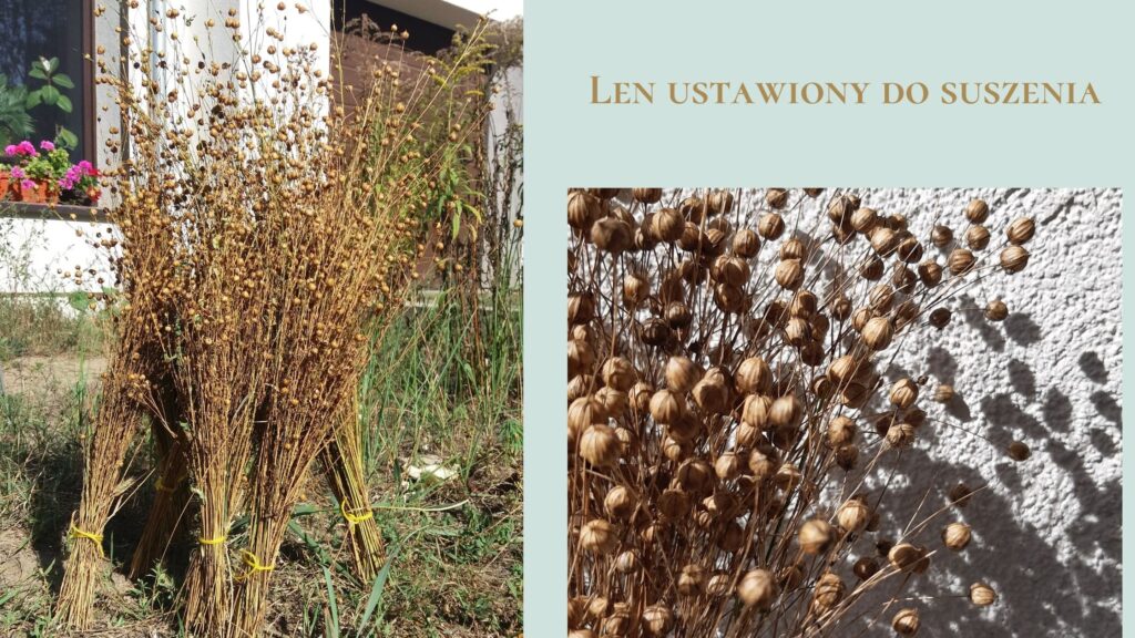 len, obróbka lnu, suszenie lnu
