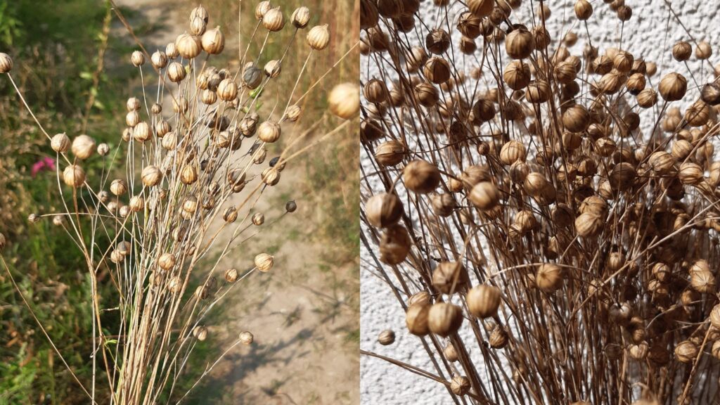 len, oczysczanie lnu, naturalny len