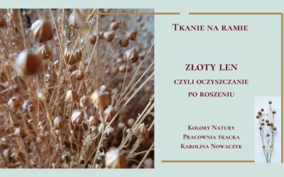 Złoty len czyli oczyszczanie lnu po roszeniu.